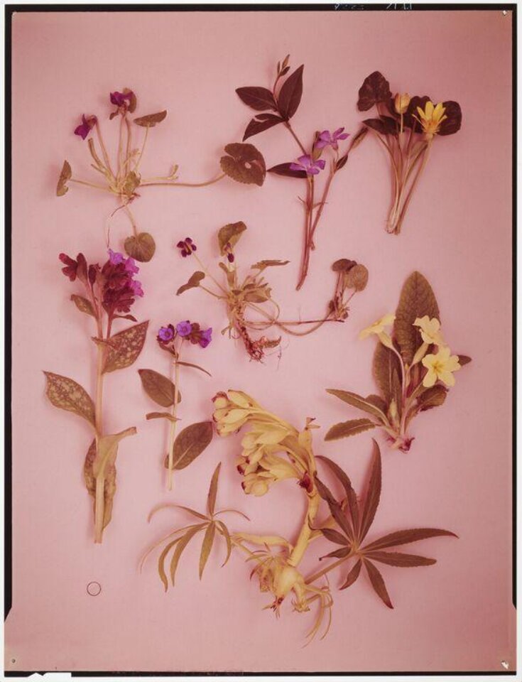 Wild Flowers of Britain Roger Phillips V&A Explore The Collections