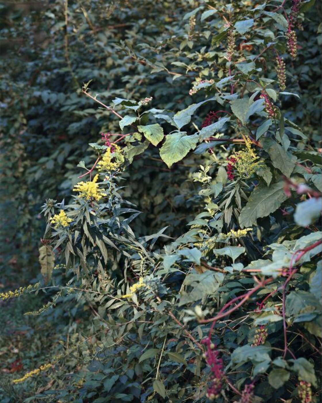 Janelle Lynch, Summer Wreath