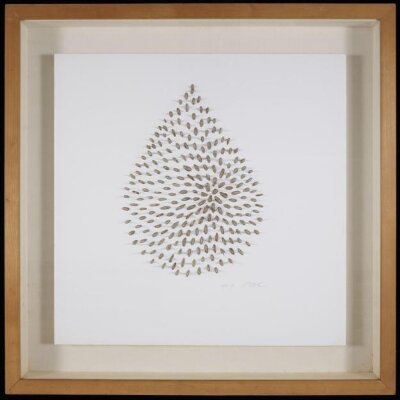 Thorn Drop: A Drawing of Nature