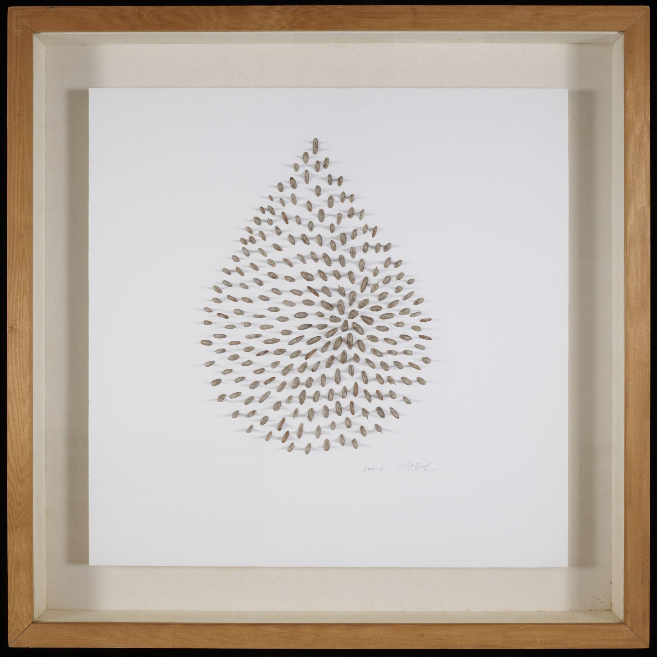Thorn Drop: A Drawing of Nature