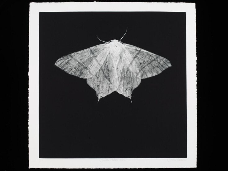 絵画 Moth Girl #005 絵画 Moth Girl #005 Moth Girl by mrokat on DeviantArt