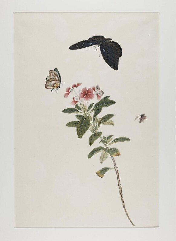 Madagascar periwinkle (catharanthus roseus) and butterflies