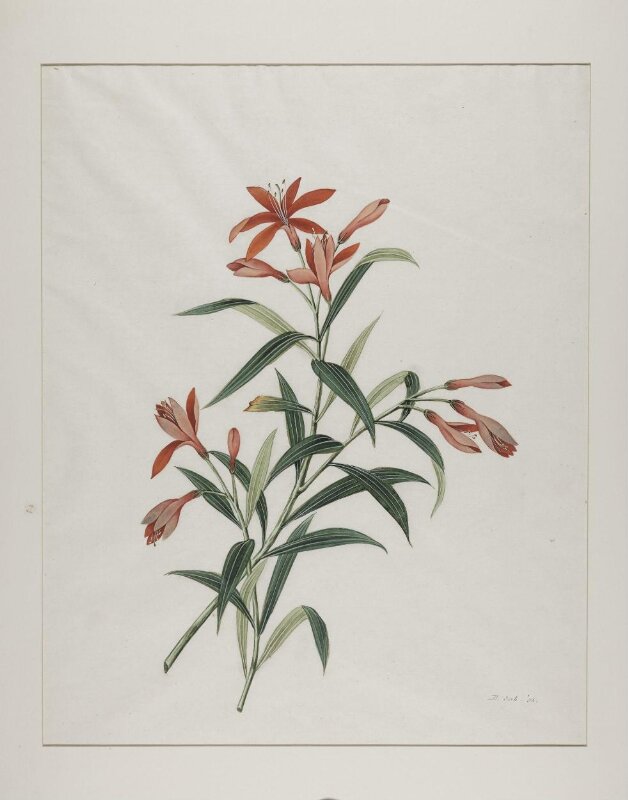 Common orange day lily (hemerocallis fulva), xuan cao