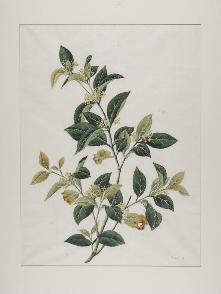 Mock lime (aglaia odorata), zhen zhu lan or mi zi lan top image