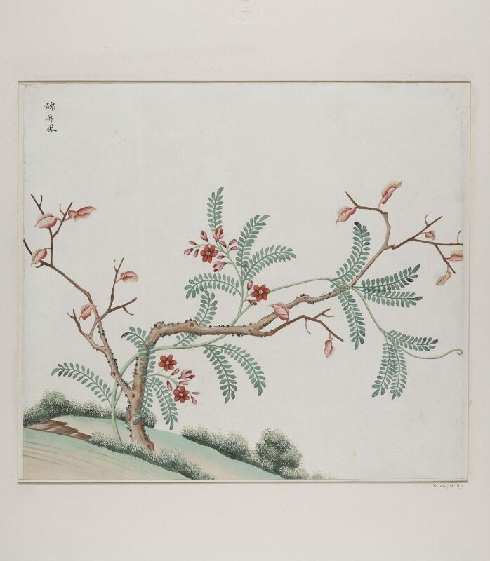 Jin pin feng