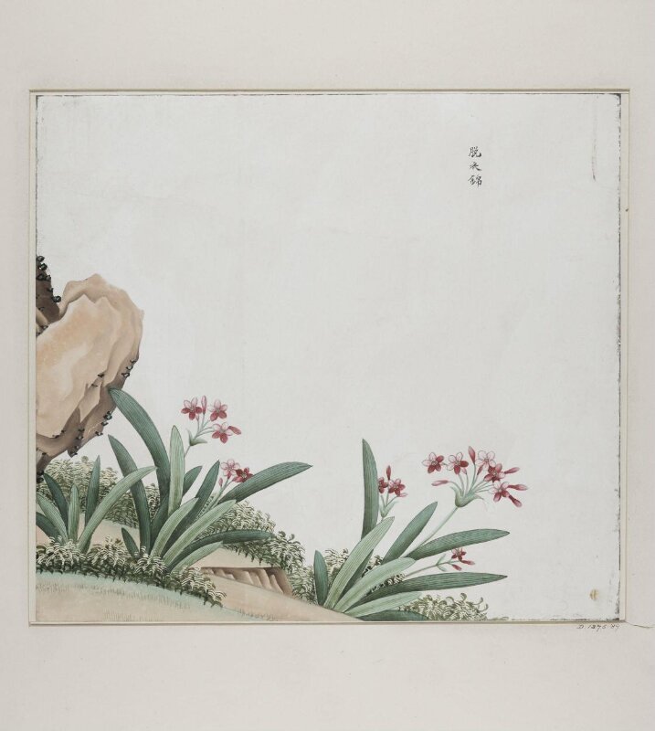 tuo yi jin