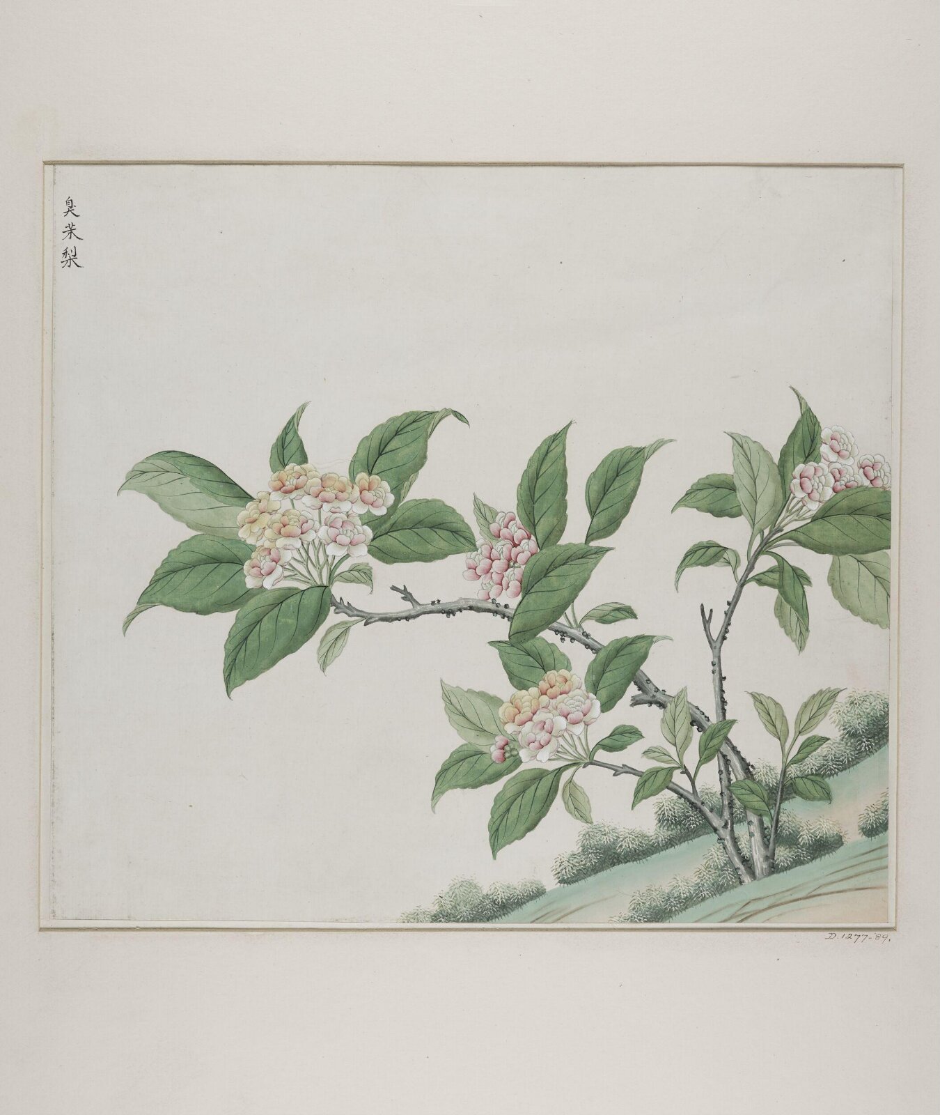 Fragrant glorybower (clerodendrum fragrans), chou mo li, 1770-1790