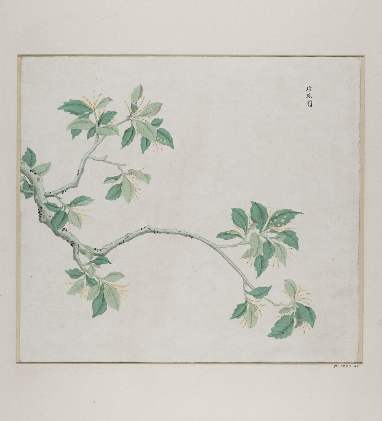 Zhen Zhu lan, 1770-1790