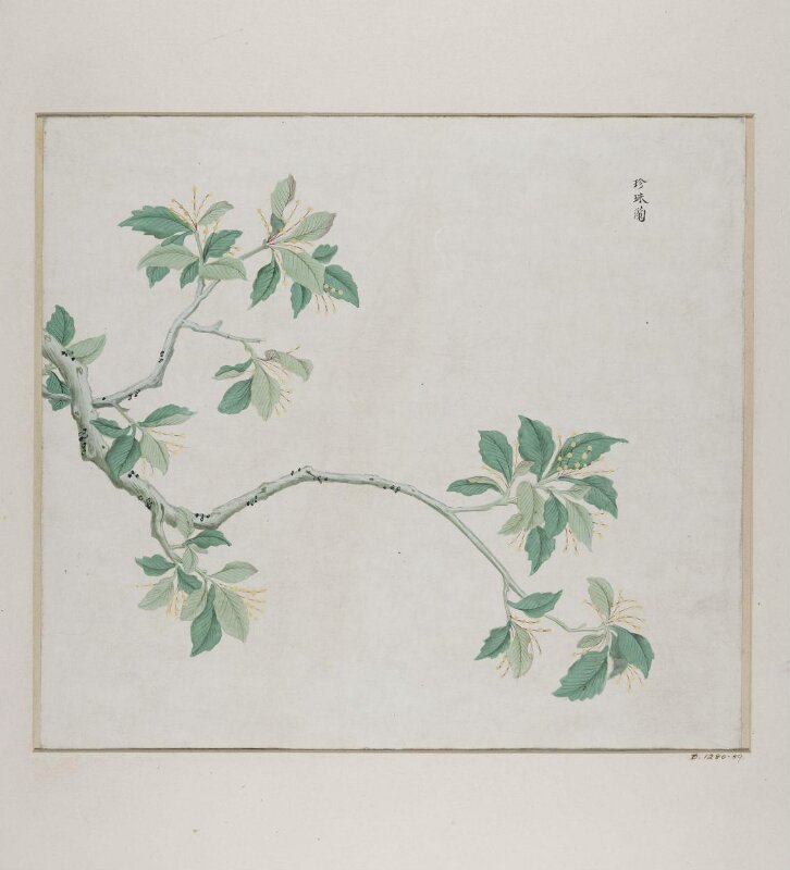 Zhen Zhu lan