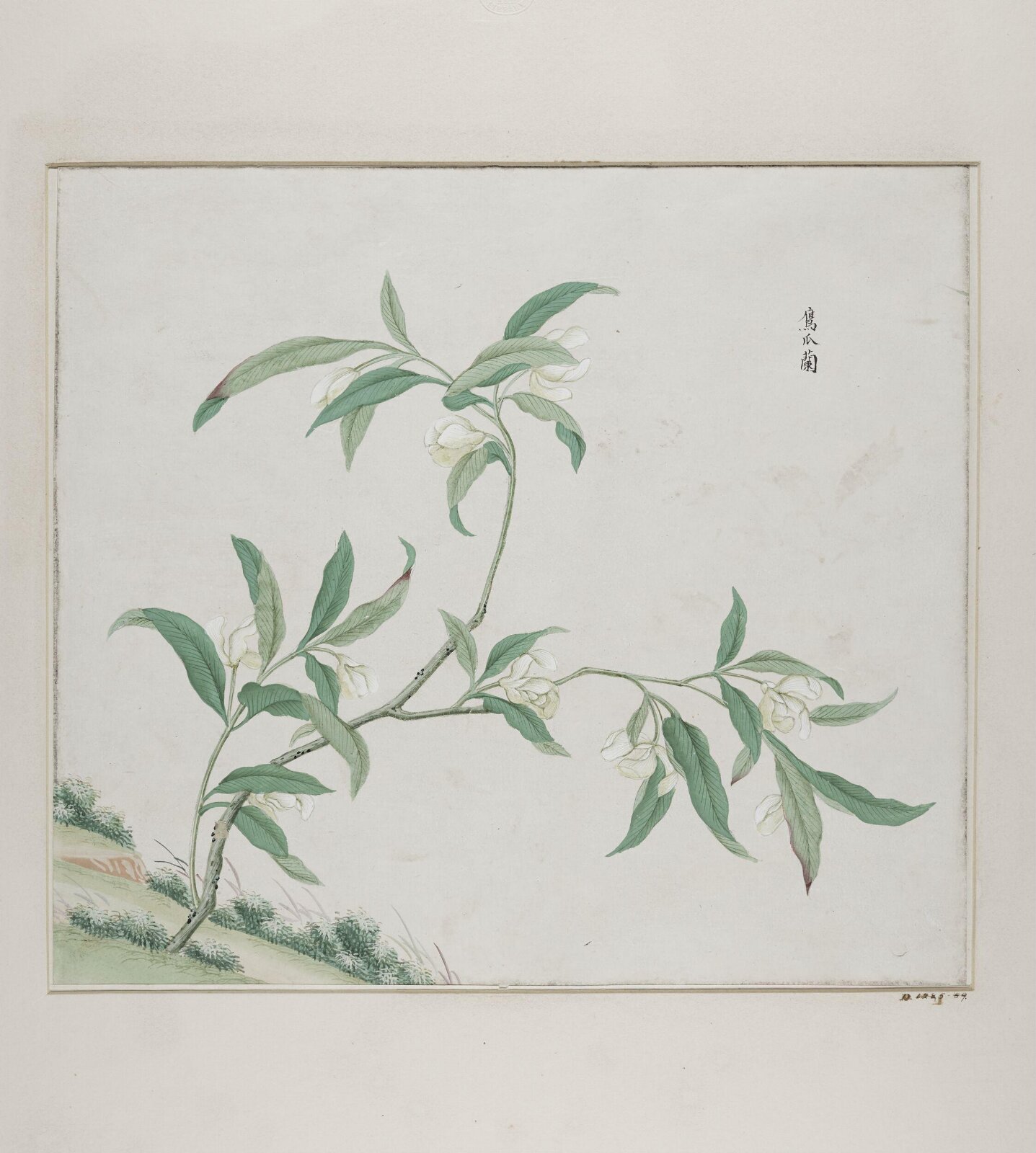 Zing zhao lan, 1770-1790