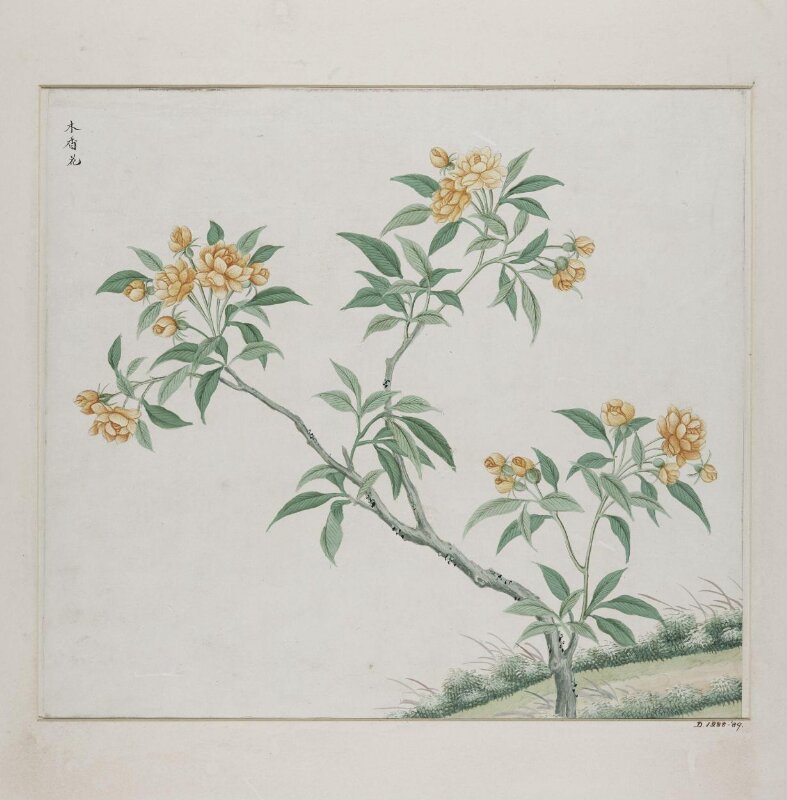 Mu xiang hua