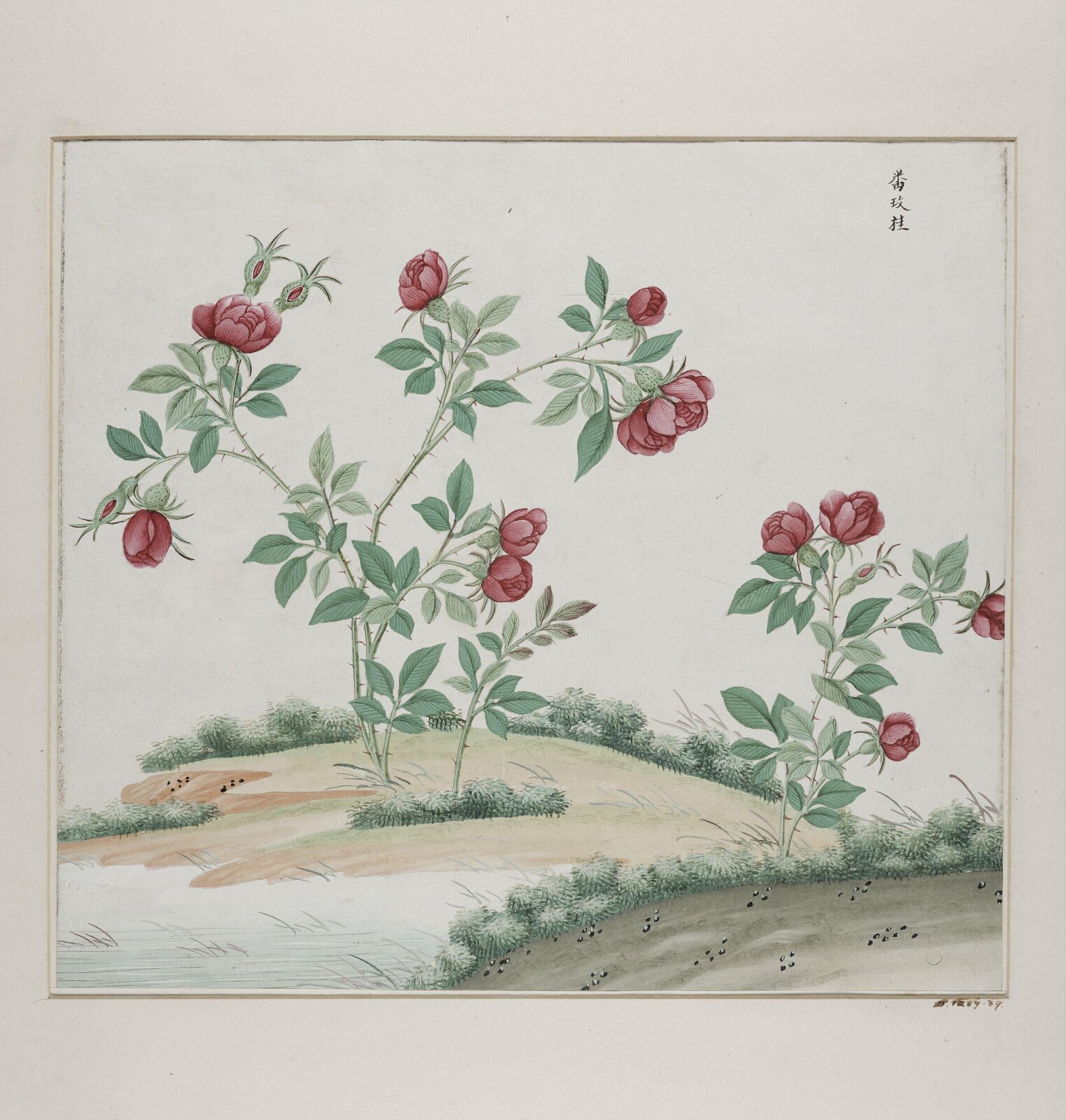 Fan mei gui, 1770-1790