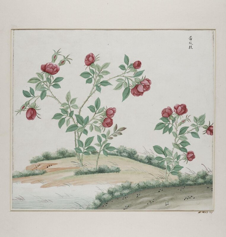 Fan mei gui