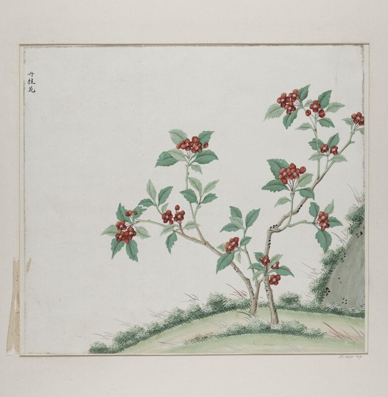 Dan gui hua
