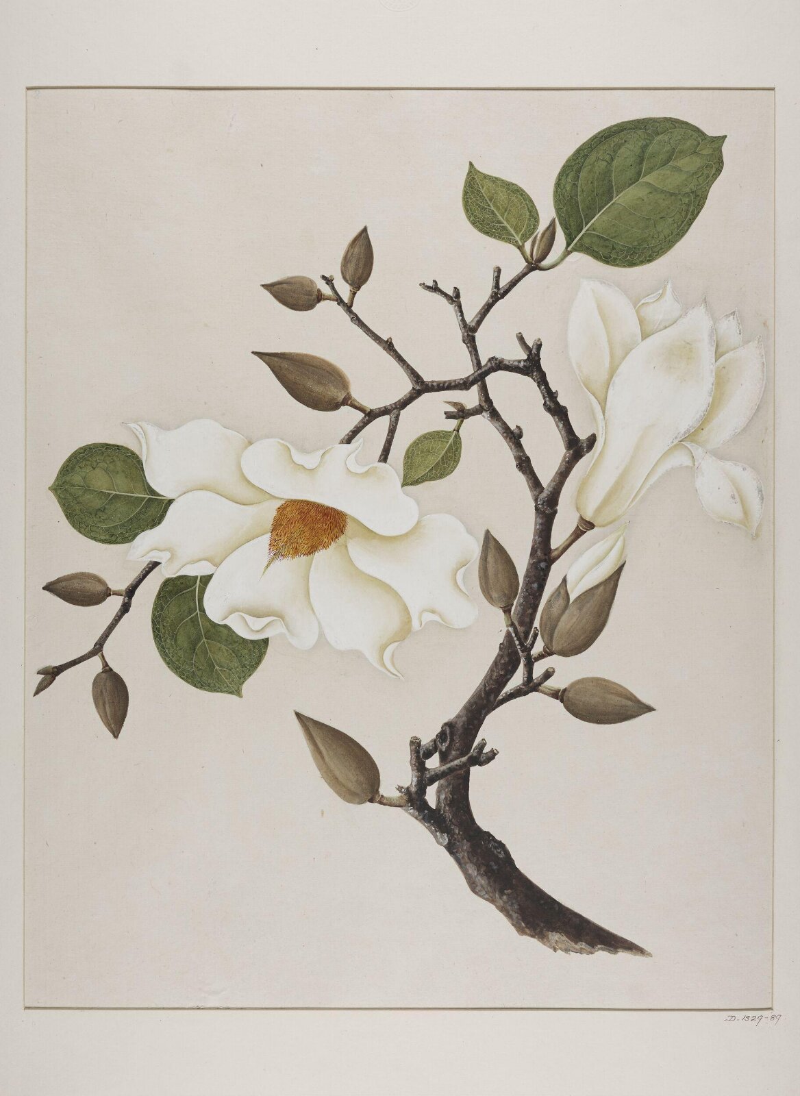 Yu-Lan, 1770-1790