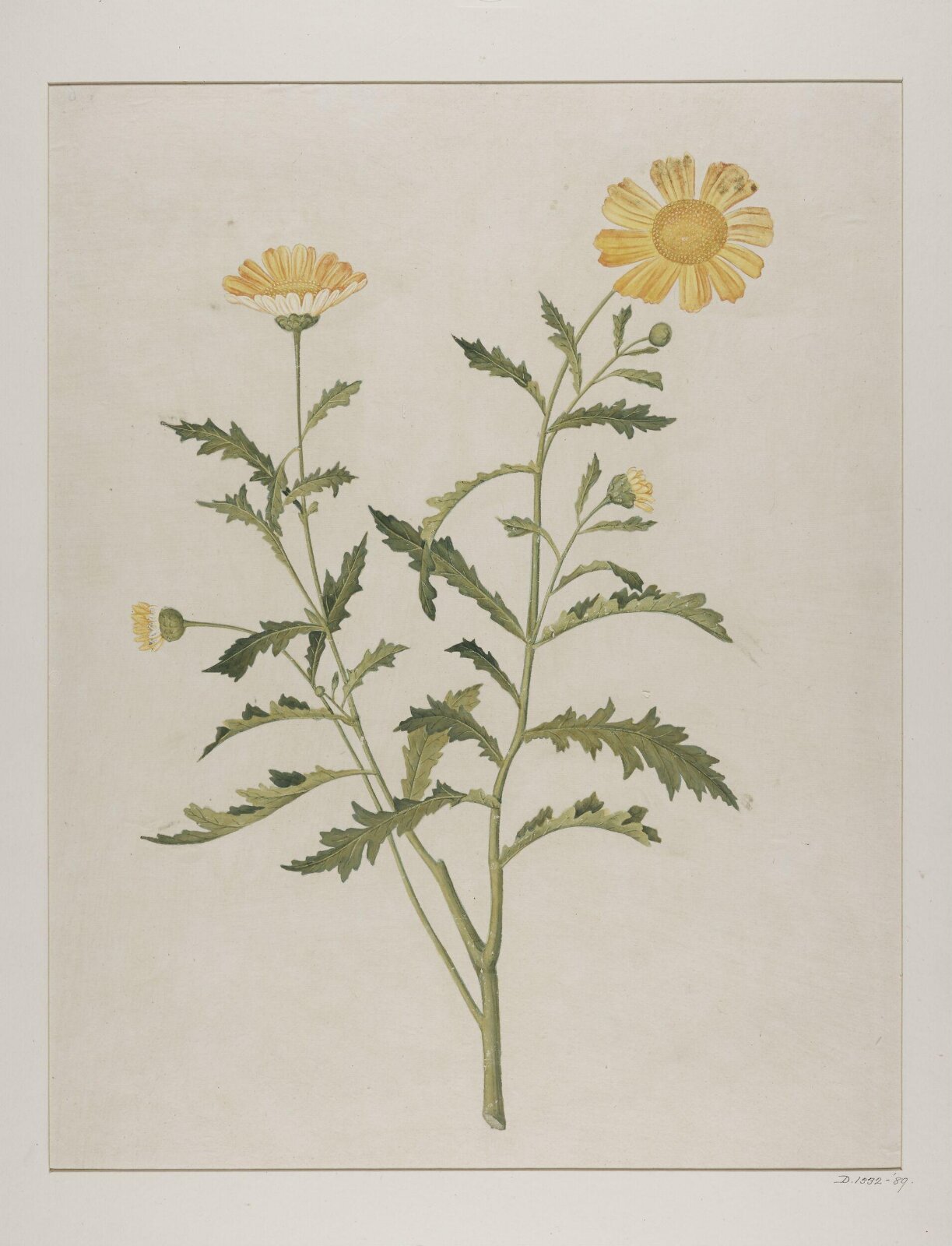 Wild chrysanthemum (chrysanthemum indicum), 1800-1840
