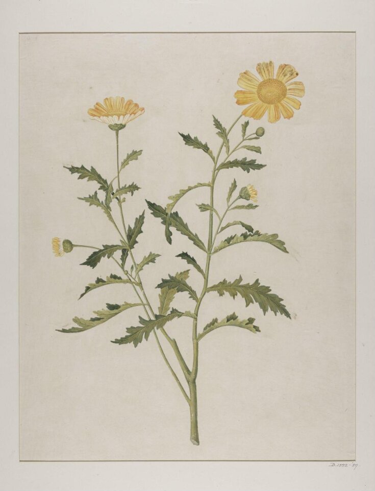 Wild chrysanthemum (chrysanthemum indicum) top image