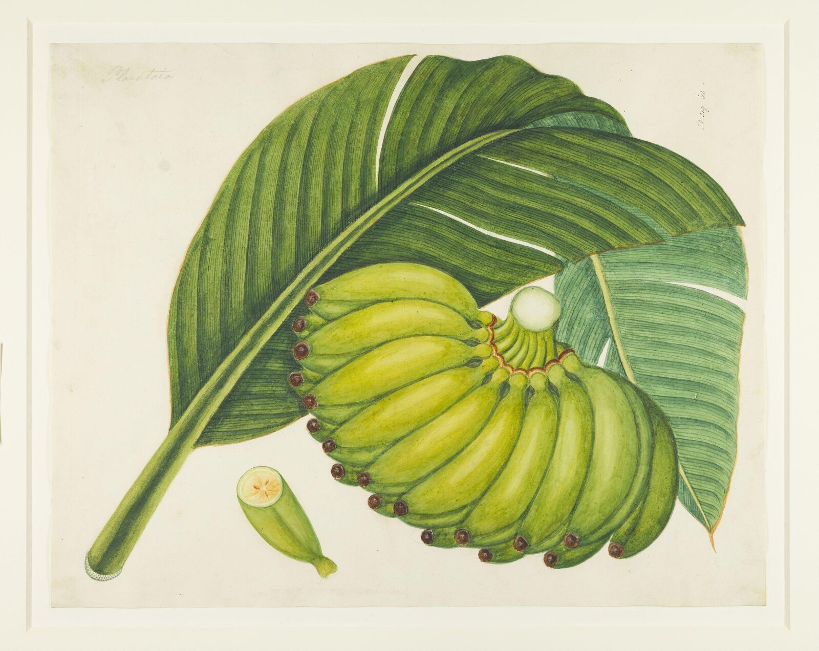 Bananas, 1822-1840