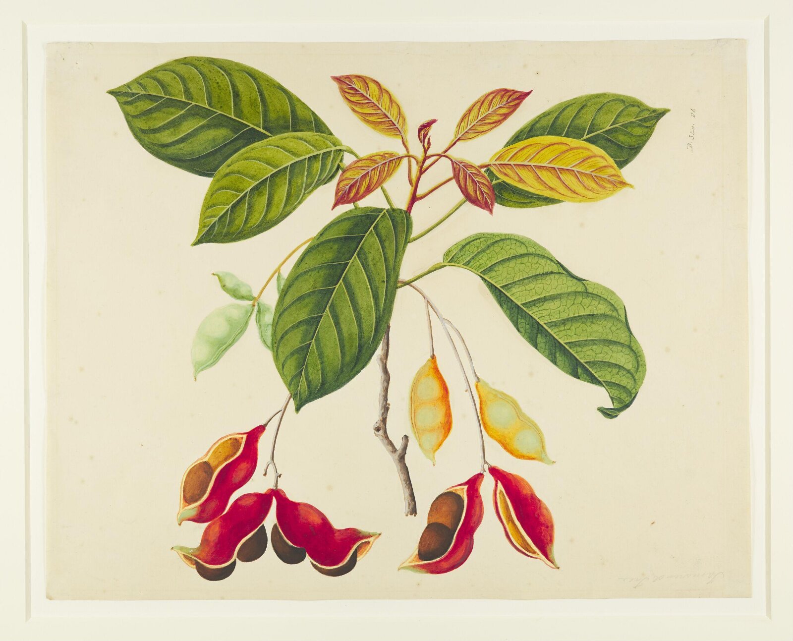 Common Sterculia, 1822-1840