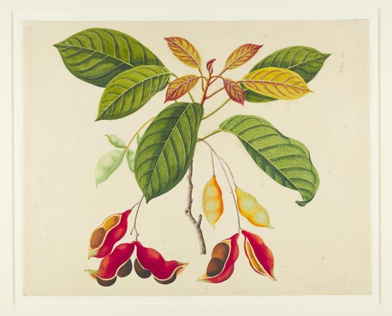 Common Sterculia