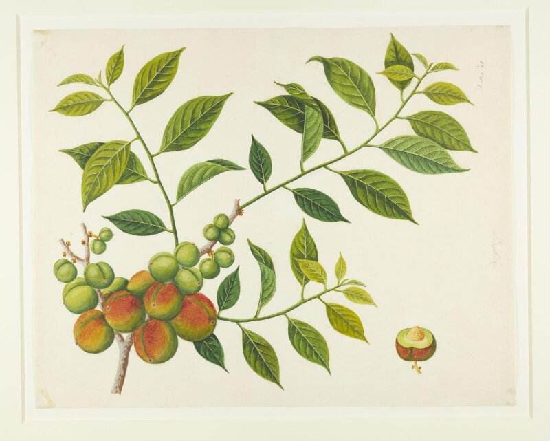 Prunes