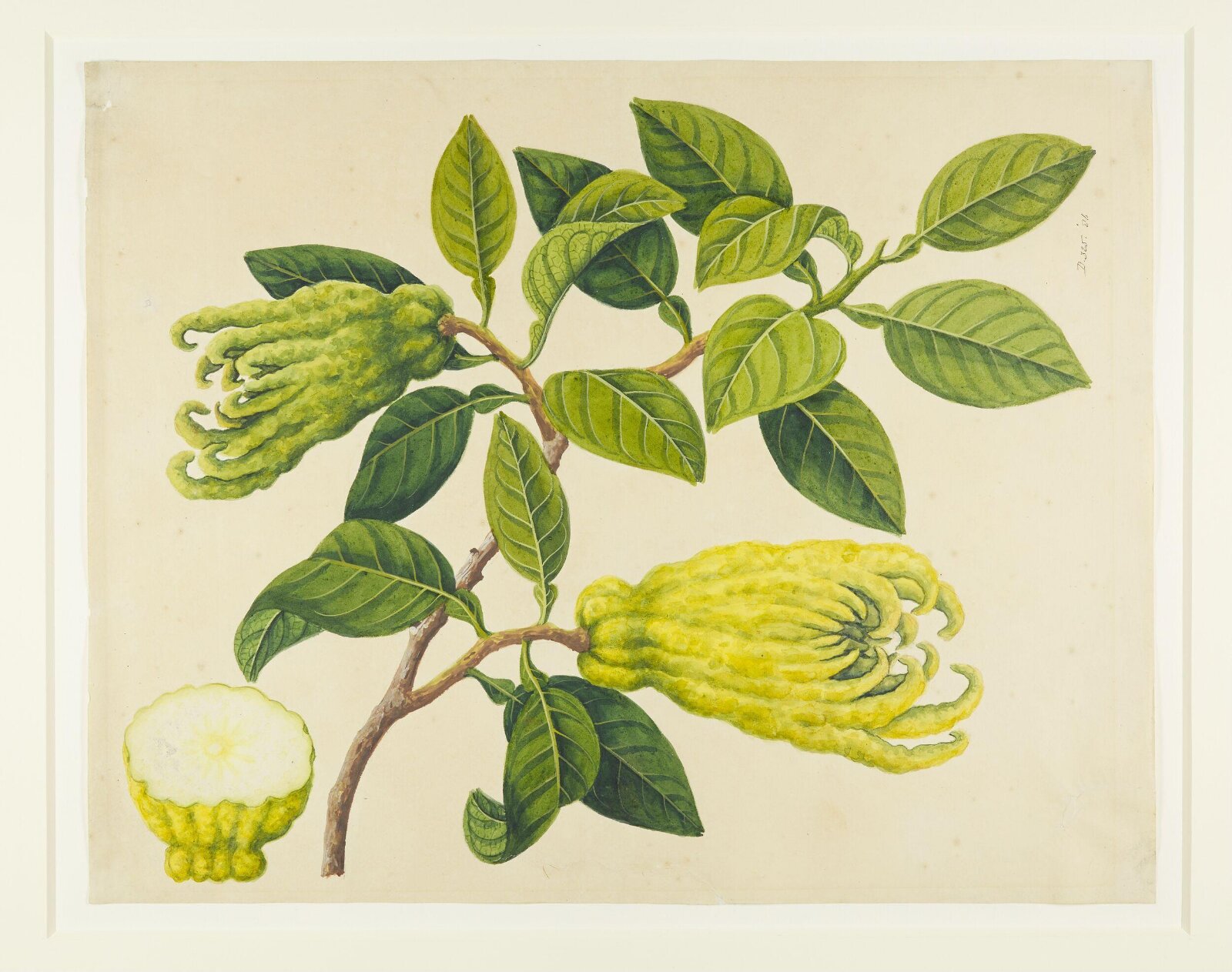 Fingered Citrons, 1822-1840