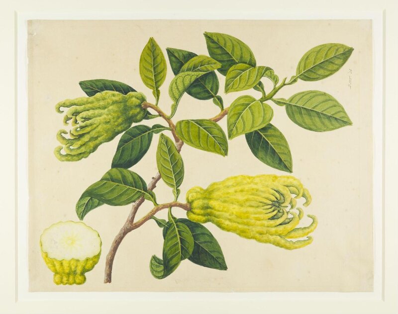 Fingered Citrons