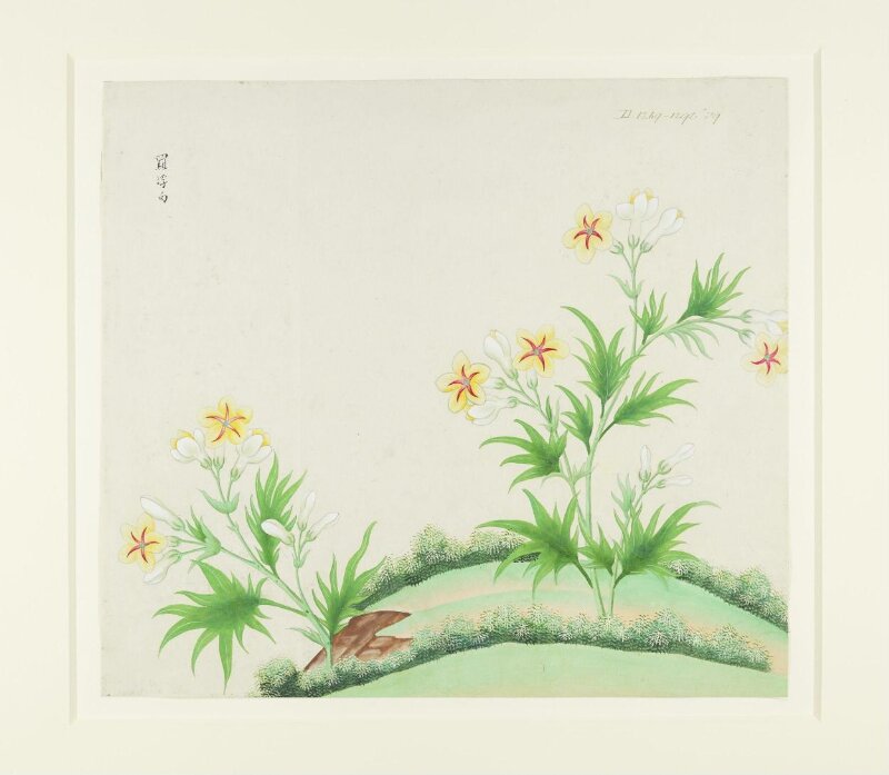 Luofu White