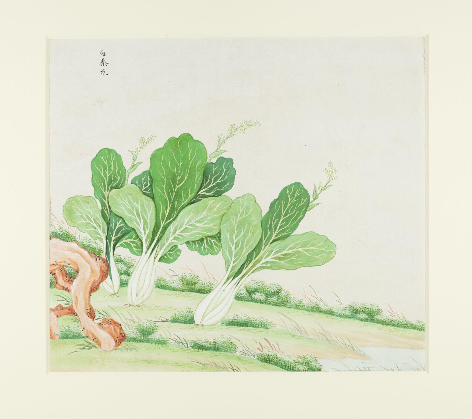 Chinese White Cabbage, 1770-1790