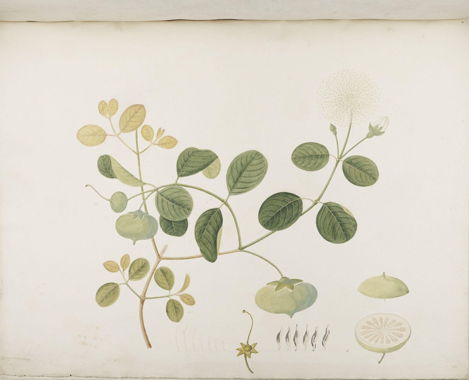 Flowers and Fruits, 19th century