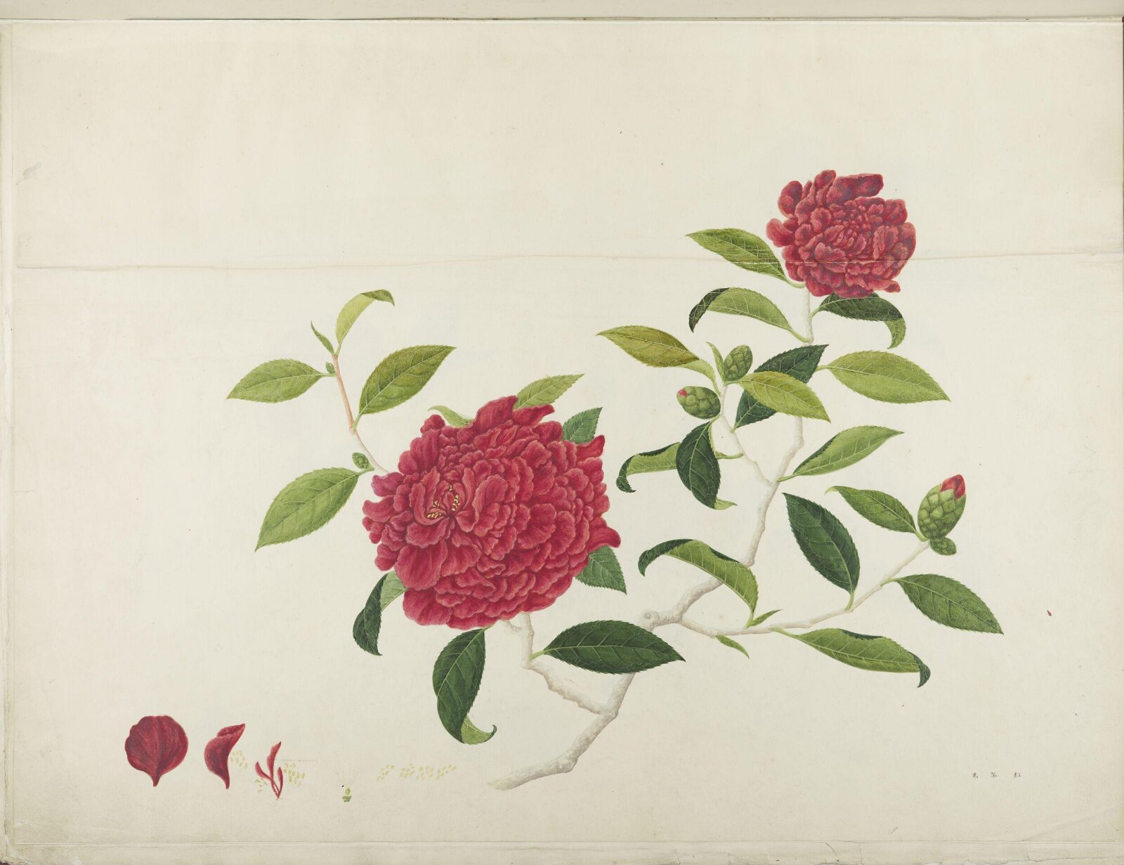 Flowers and Fruits, 19th century