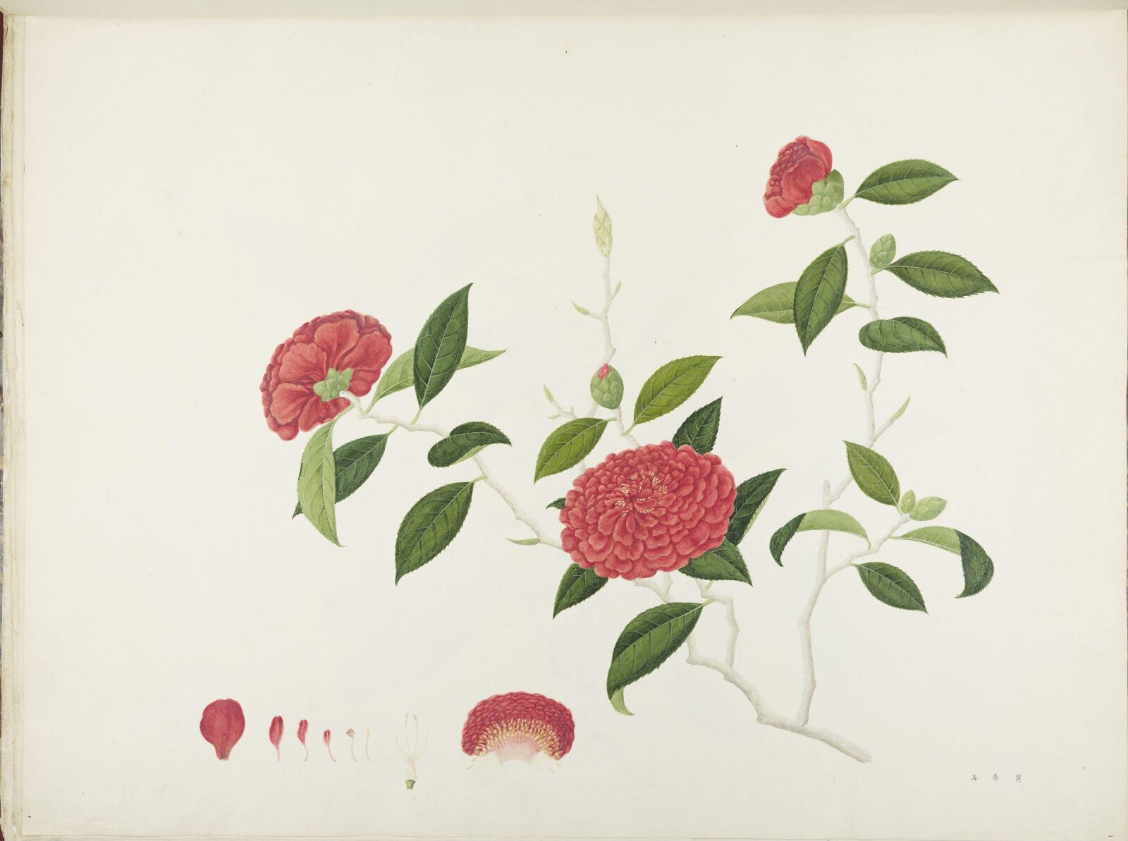 Flowers and Fruits, 19th century