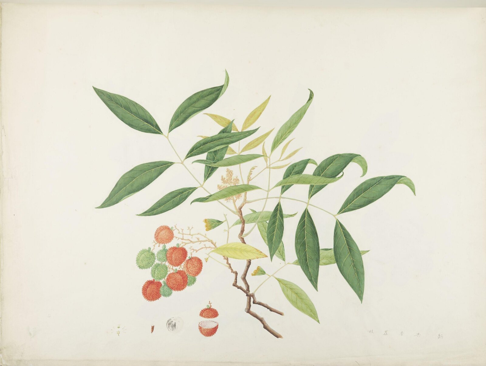 Flowers and Fruits, 19th century