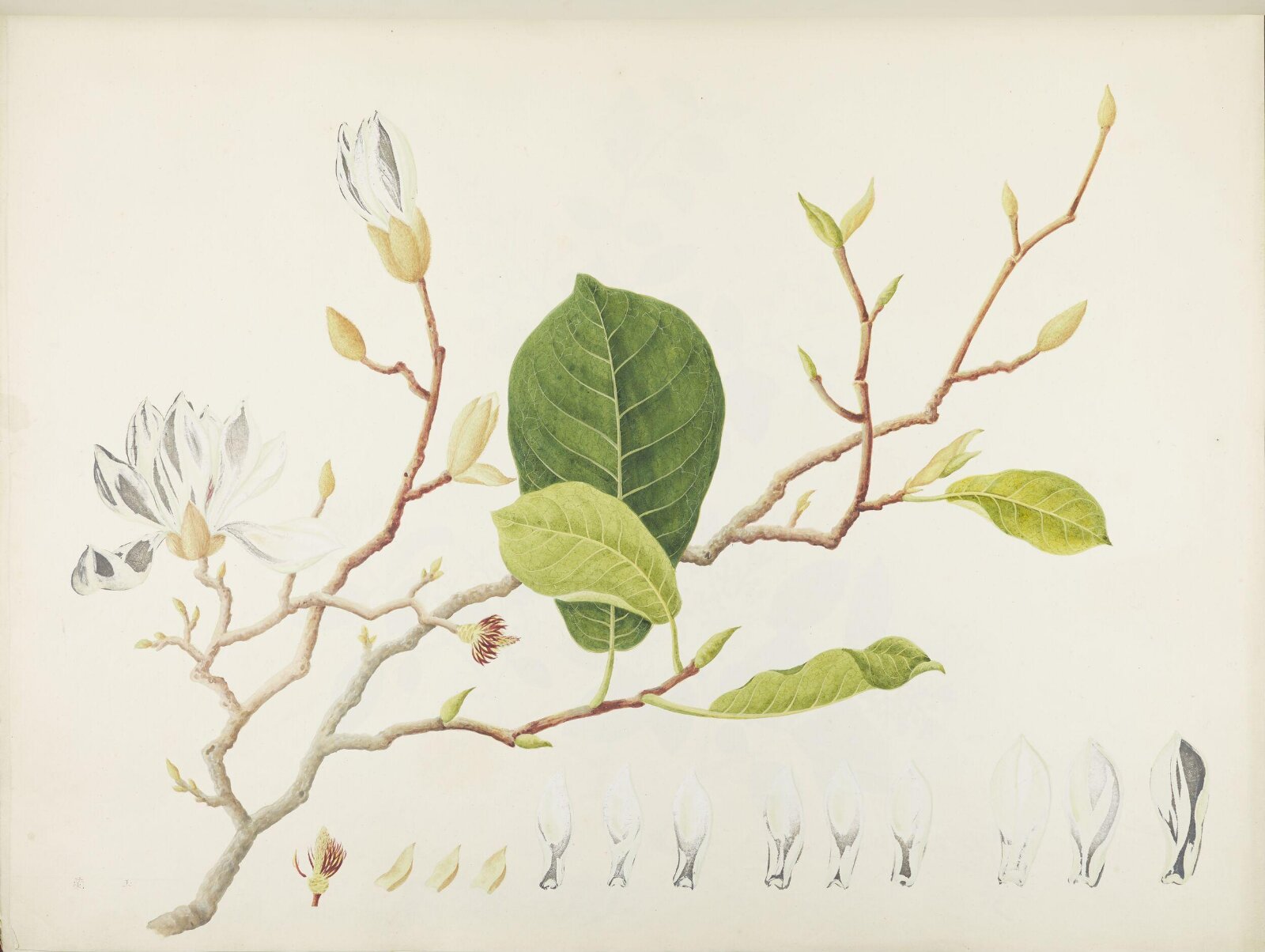 Flowers and Fruits, 19th century
