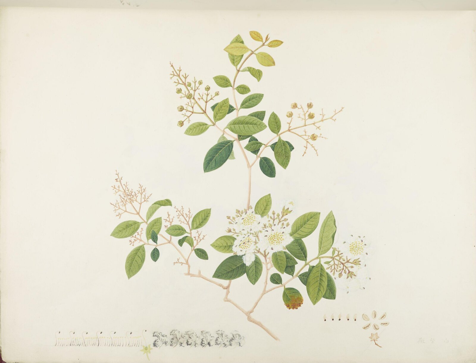 Flowers and Fruits, 19th century