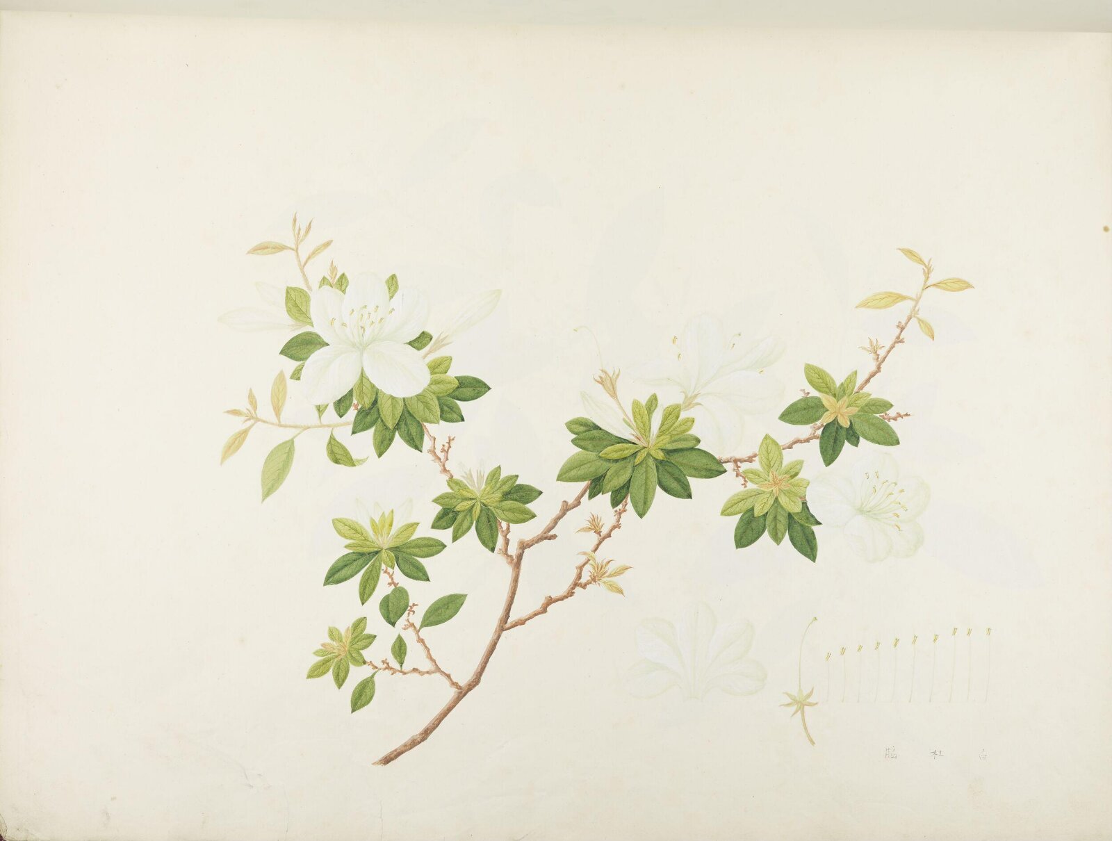 Flowers and Fruits, 19th century