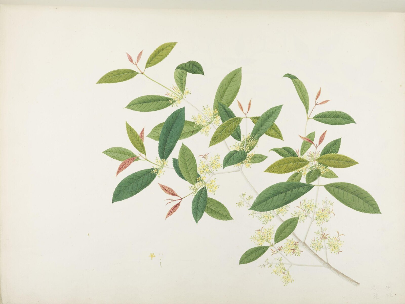 Flowers and Fruits, 19th century