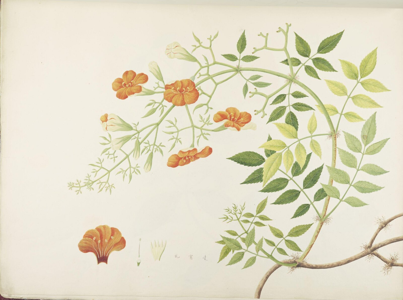 Flowers and Fruits, 19th century