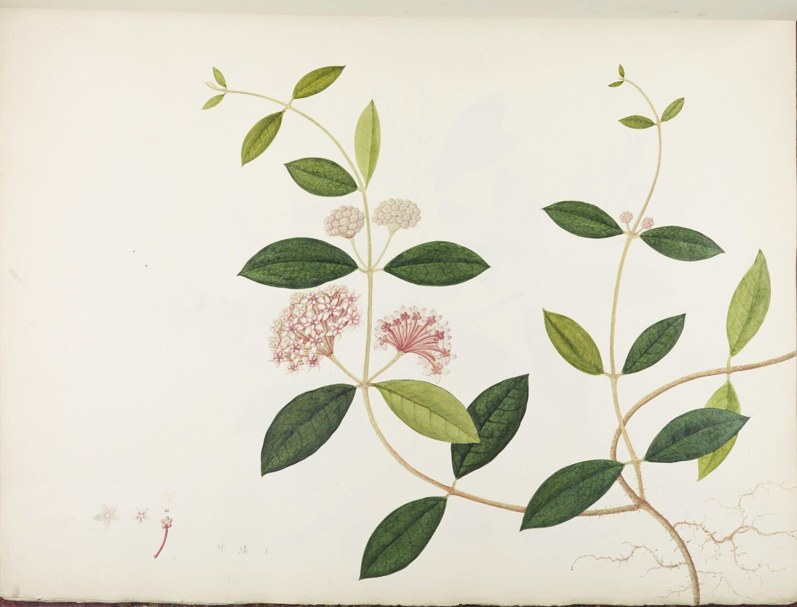 Flowers and Fruits, 19th century