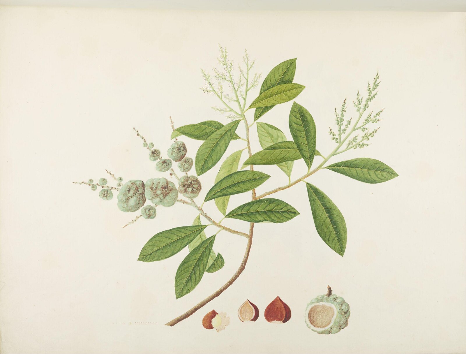 Flowers and Fruits, 19th century