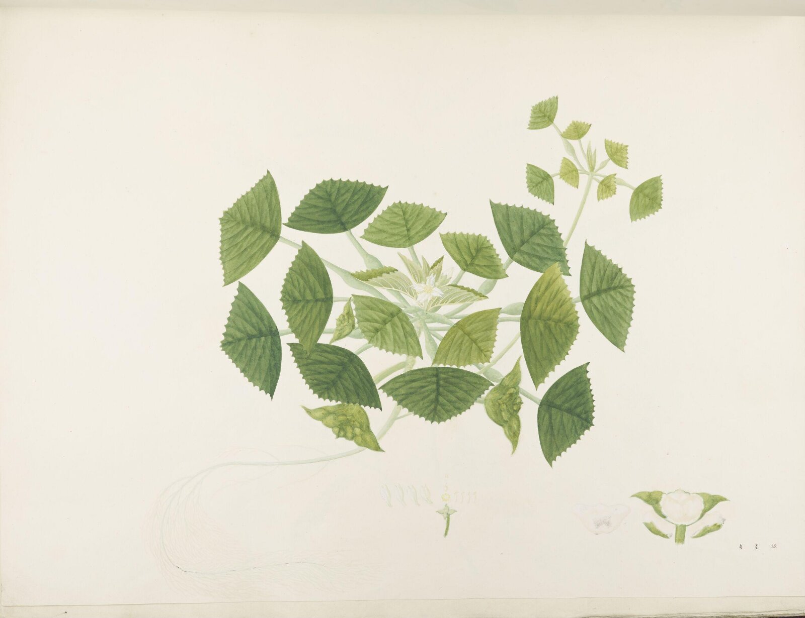 Flowers and Fruits, 19th century