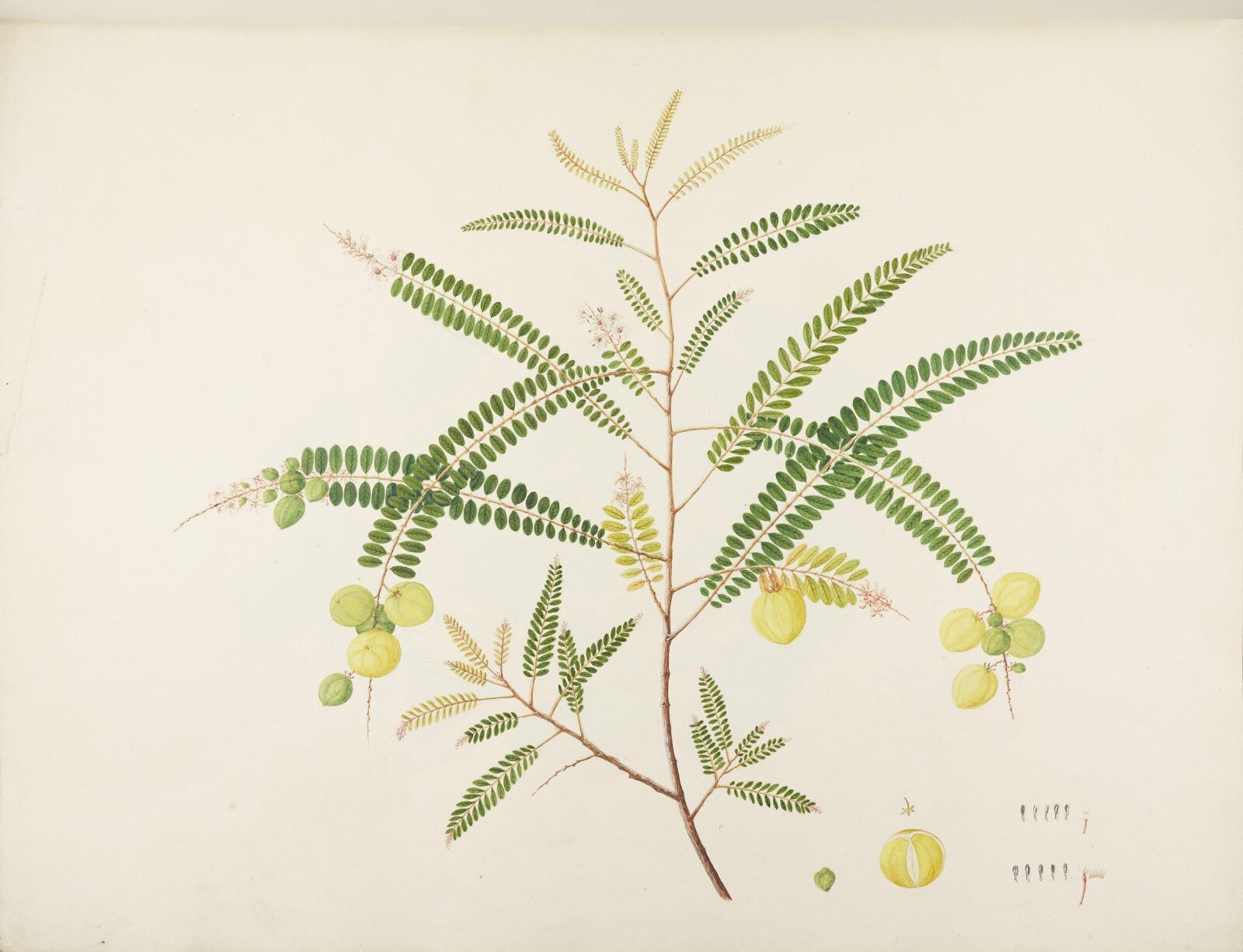 Flowers and Fruits, 19th century