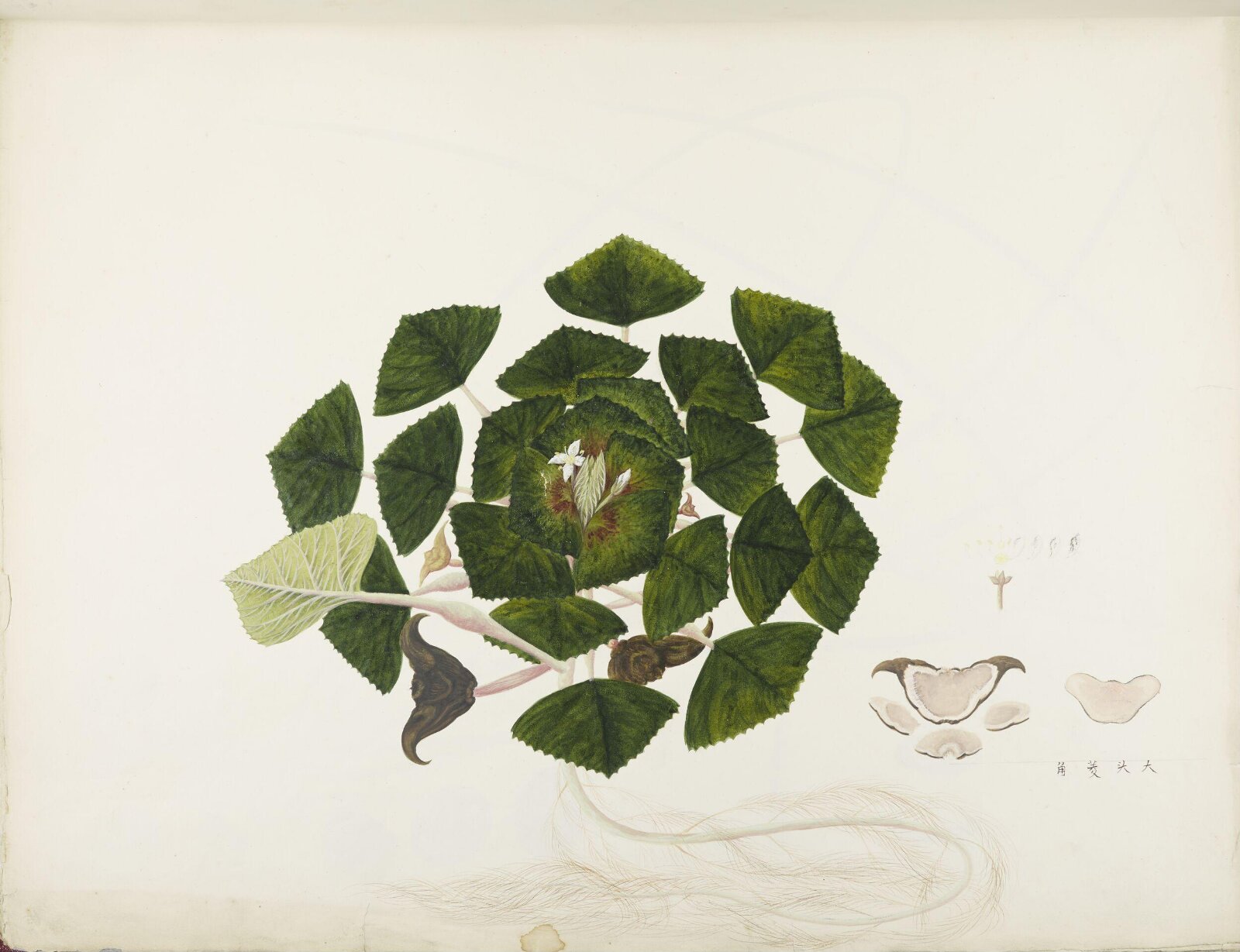 Flowers and Fruits, 19th century