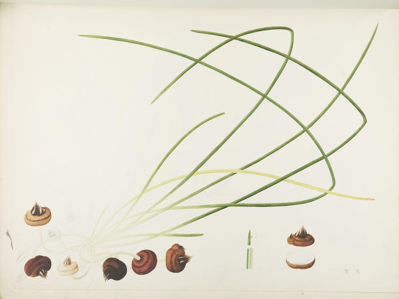 Flowers and Fruits, 19th century