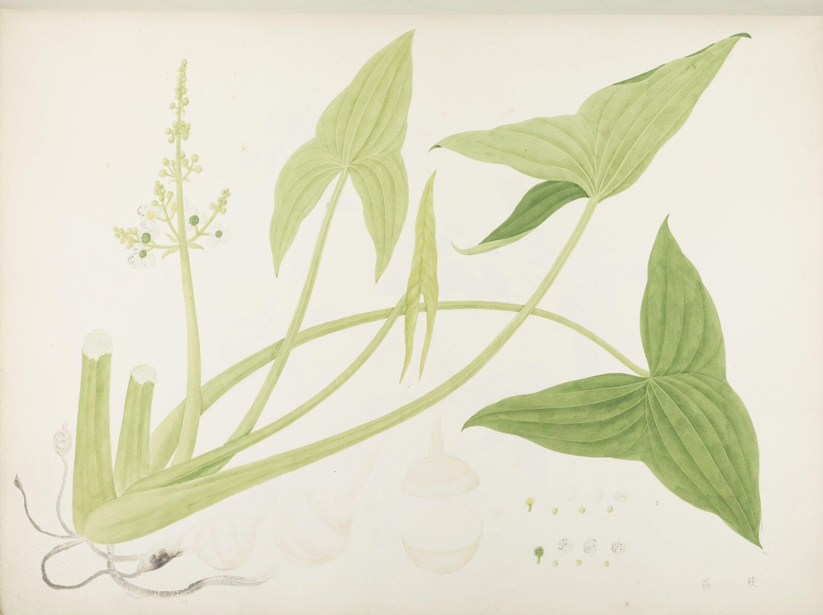 Flowers and Fruits, 19th century