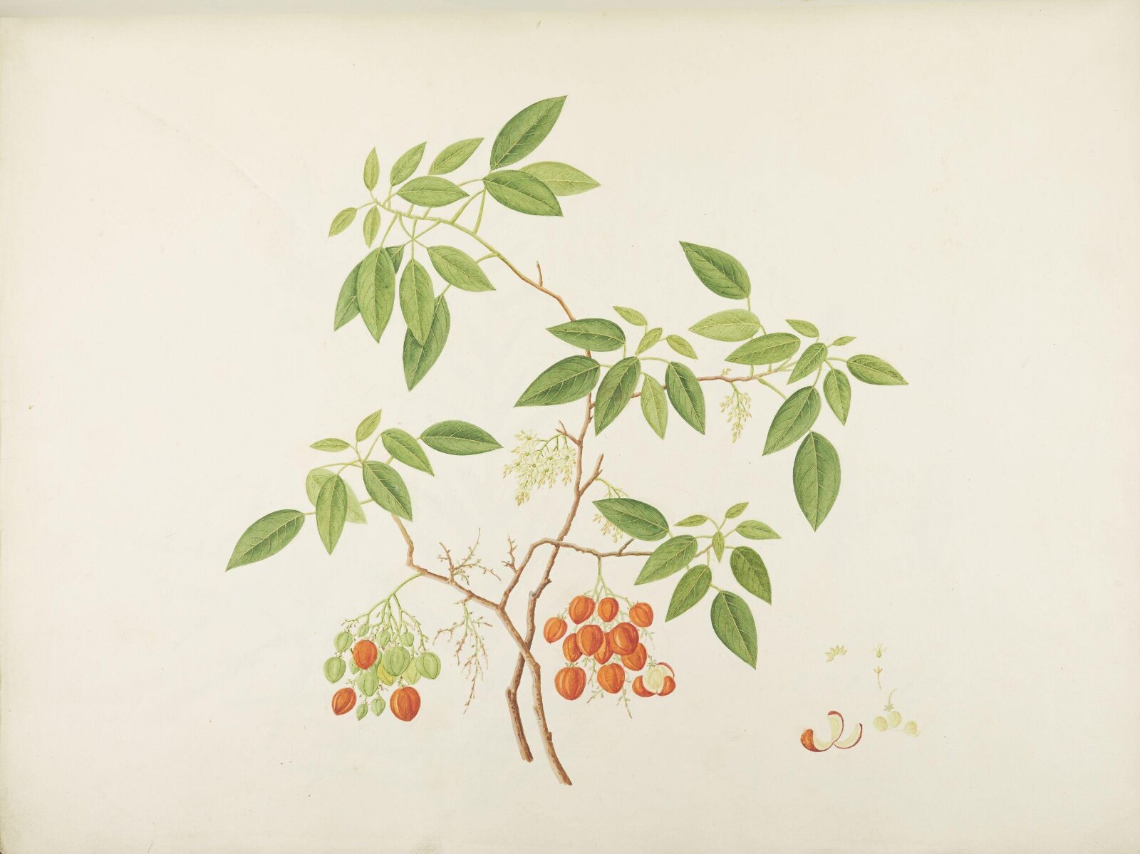 Flowers and Fruits, 19th century