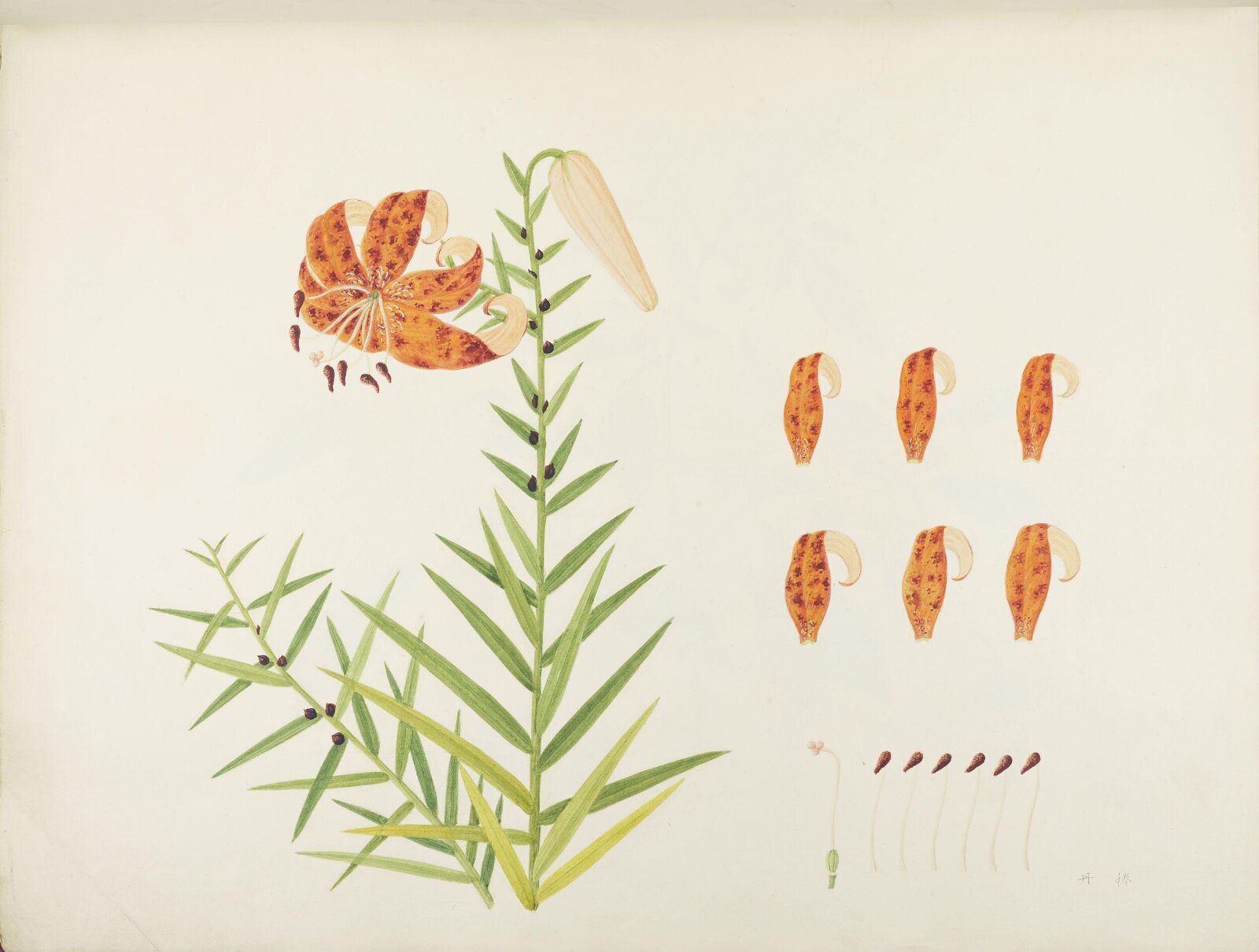 Flowers and Fruits, 19th century