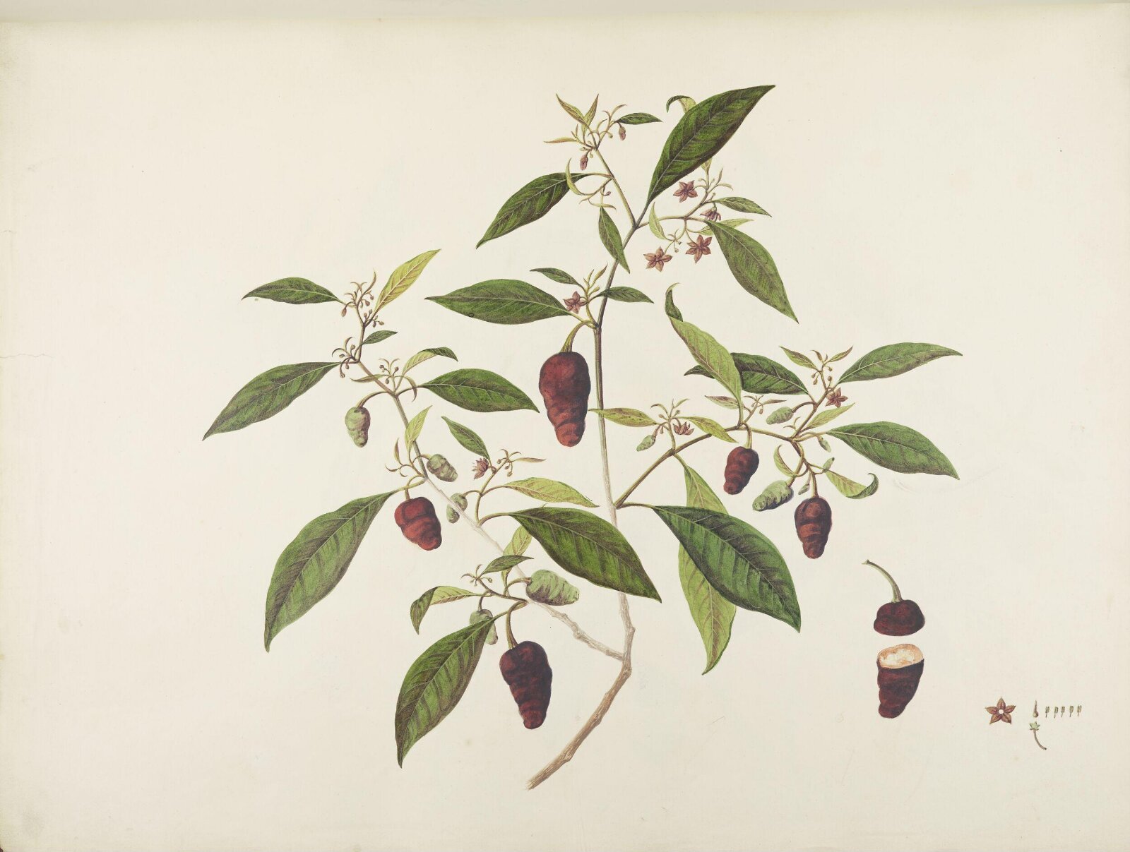 Flowers and Fruits, 19th century