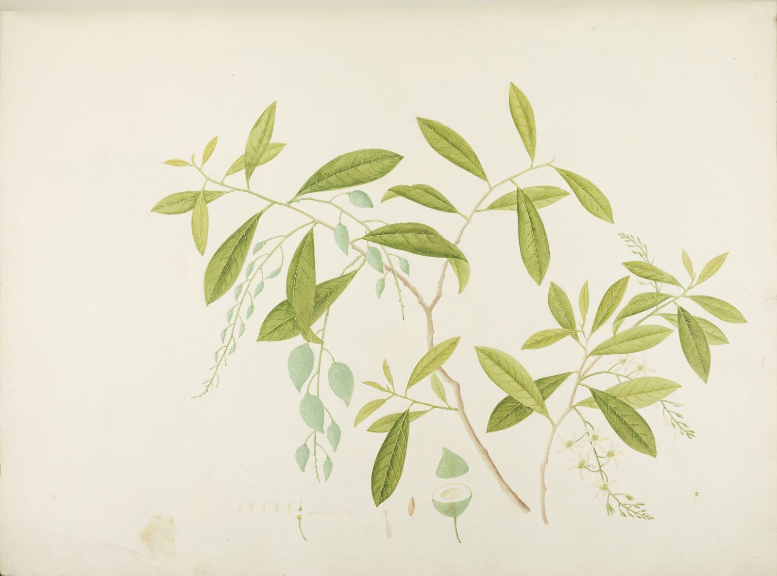 Flowers and Fruits, 19th century