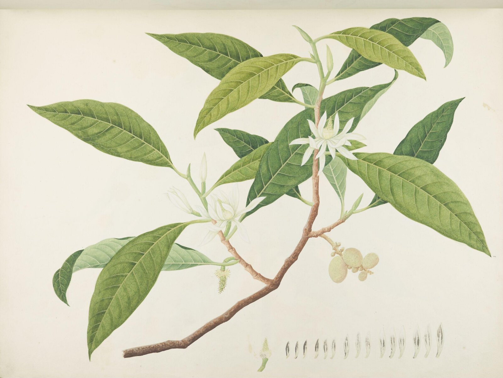 Flowers and Fruits, 19th century